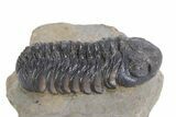 Multi-Toned Austerops Trilobite - Ofaten, Morocco #359602-2
